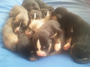 siberian husky cross japenese akita/great dane puppies for sale